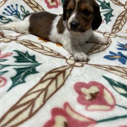 Biscuit - Piebald male Dachshund puppy in Milroy, Pennsylvania from Not Your Average Weiner