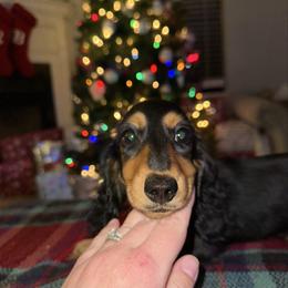 Mary - Black and tan female Dachshund puppy in Mascot, Tennessee from Magnolia Pearl Dachshunds