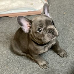 French Bulldog Puppies from Fabled Frenchies