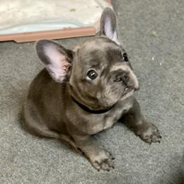 French Bulldog Puppies from Fabled Frenchies