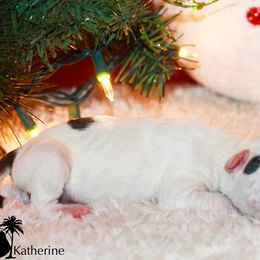 Katherine - American Staffordshire Terrier puppy in Powhatan, Virginia from Ohana Amstaffs and Aussies