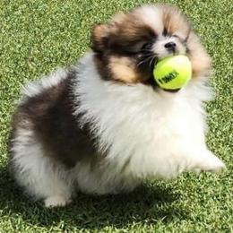 Girl 1 - Chocolate parti female Pomeranian puppy in Gadsden, Alabama from Rich Cat’s