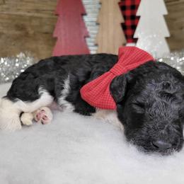 Roxy - Black female Goldendoodle puppy in Woodburn, Indiana from DNLS Doodle Puppies