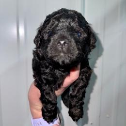 Fisher - Black and white male Aussiedoodle puppy in Science Hill, Kentucky from Southern Paws Kennels