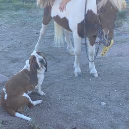 Aussiedoodles and Basset Hounds from Red Lake Bassets