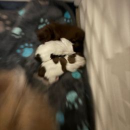 Shih Tzu puppies from P and J Farms