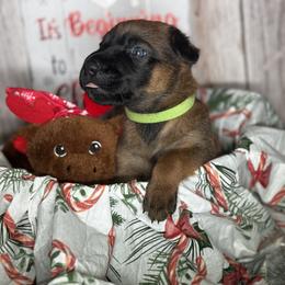 Dutch Shepherd Puppies from Oak Creek K9