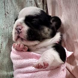 Black and Tan Tricolor - Tricolors female French Bulldog puppy in Wellington, Colorado from Blood Family Frenchies and Bouvs
