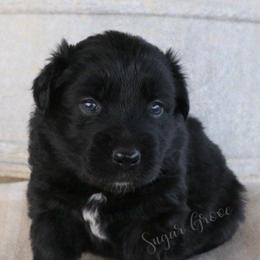 Girl 1 - Black & white Australian Shepherd puppy in Hillsboro, Ohio from Sugar Grove Farms