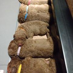 Chesapeake Bay Retriever Puppies from GemiLamb Gun Dogs