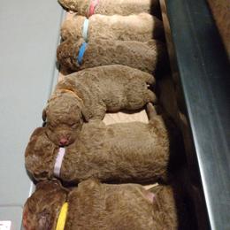 Chesapeake Bay Retriever Puppies from GemiLamb Gun Dogs