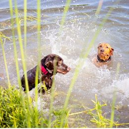 Double Doodle and Labrador Retriever All Grown Up from McCreary Highlander Labradors
