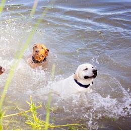 Double Doodle and Labrador Retriever All Grown Up from McCreary Highlander Labradors