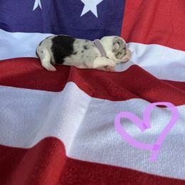 Cardigan Welsh Corgi Puppies from Wild K Ranch