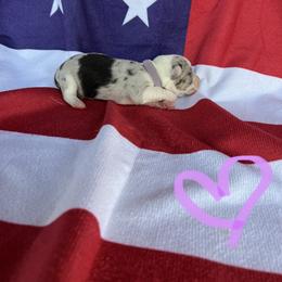 Cardigan Welsh Corgi Puppies from Wild K Ranch