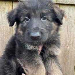 Wilson - Black and red male German Shepherd puppy in Graham, Washington from Wildeflecken Shepherds