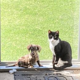 Dachshund and Pug Puppies from Wiggle'n V Ranch
