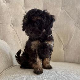 Girl 3 Black Phantom - Black and tan female Cavapoo puppy in Mount Pleasant, Texas from Reyna Cavapoos