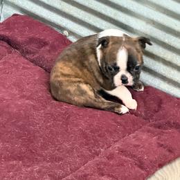 Female 1 - Brindle and white female Boston Terrier puppy in Shell Knob, Missouri from Stoneridge Kennel
