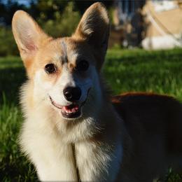 Astrid - Pembroke Welsh Corgi