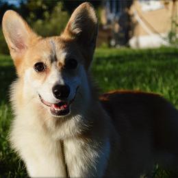 Astrid - Pembroke Welsh Corgi