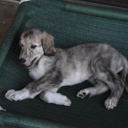 Boy 3 - Silver male Afghan Hound puppy in Cape Coral, Florida from Qadim Afghan Hounds