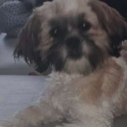 Jesi - Shih Tzu