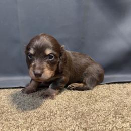 Julia - Chocolate and cream female Dachshund puppy in Rusk, Texas from S&C Doxies