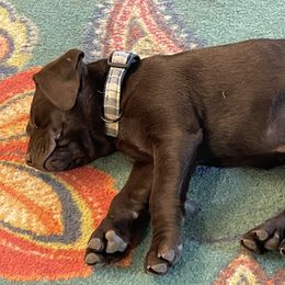 Cinnamon - Labrador Retriever