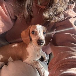Mr. Jellybean - Piebald male Dachshund puppy in Lakecreek, Oregon from Forever Doxie