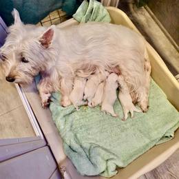 Archie - White male West Highland White Terrier puppy in Toronto, Ohio from Shekinah’s Mi-Kis & Cricket Hill’s Westies