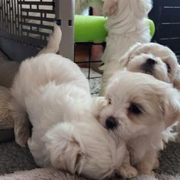Maltese Puppies from ARIZONA MALTEE GEMS