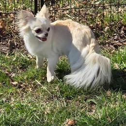 Lola - Chihuahua