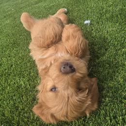 Wolfie Blue - Red male Labradoodle puppy in Commerce City, Colorado from Playful Paws Labradoodles