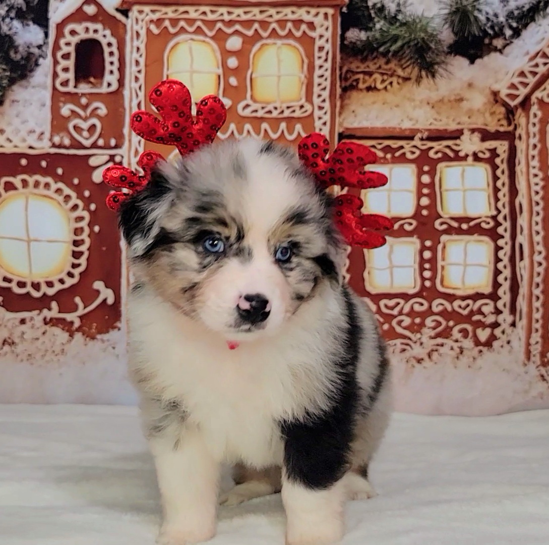 Australian Shepherd Puppies from Winsome Aussies