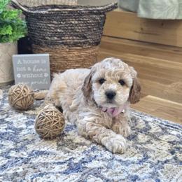 Meet McKenzie :) - Apricot female Cavapoo puppy in Centerville, Iowa from Barnyard Dachshunds, Dals & Doodles
