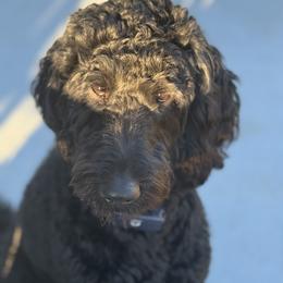 Huddy - Goldendoodle