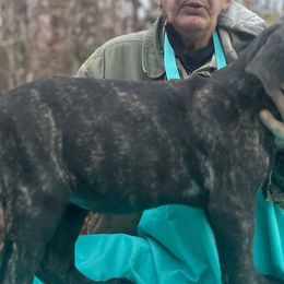 Otis, Boy 2 - Cane Corso puppy from K9 Guardian Cane Corso