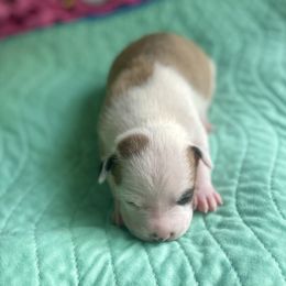 Allegra - Red female American Staffordshire Terrier puppy in Monroe, Georgia from Irresistibull Staffords