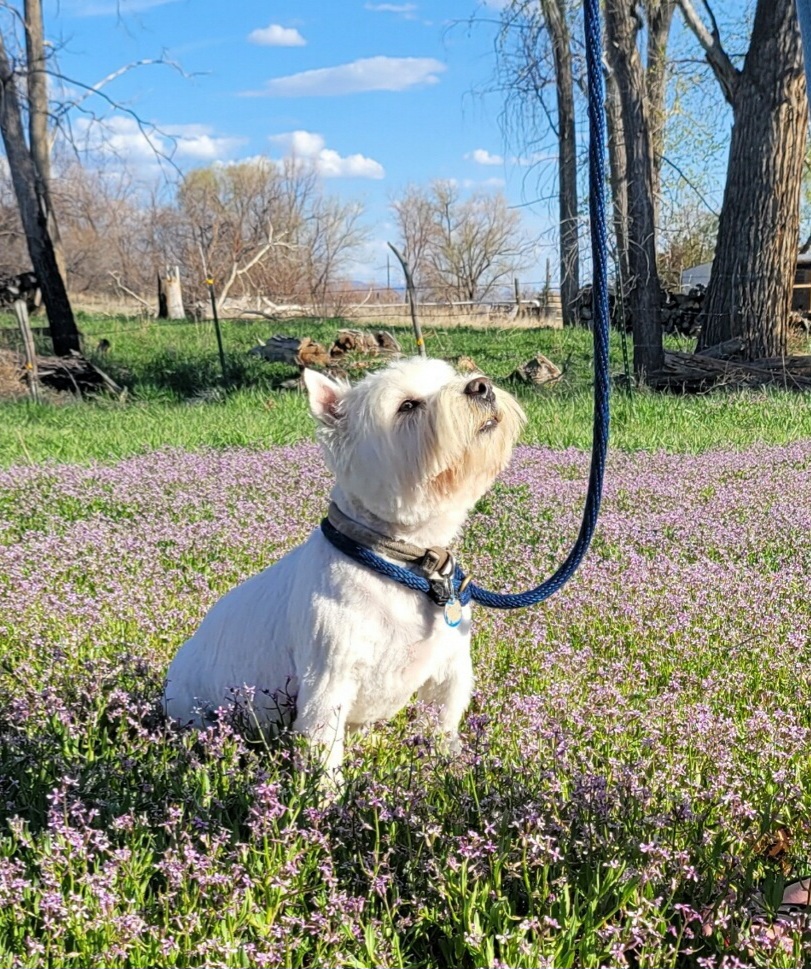 T - West Highland White Terrier