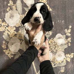 Belle - Black and white female Basset Hound puppy in Jacksonville, Florida from Craven Bassets