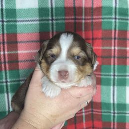 Tri boy - Red tri male Toy Australian Shepherd puppy in Hillsboro, Illinois from Shoal Creek Puppies