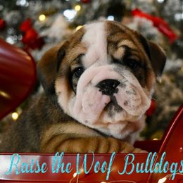 Michael - Red male Bulldog puppy in Caledonia, New York from Raise The Woof Bulldogs