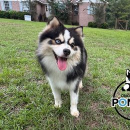 Roman - Pomsky