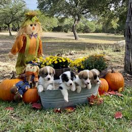 Pembroke Welsh Corgi Puppies from McCall Creek Corgis