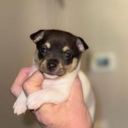 Misty Pup A - White black and tan male Toy Fox Terrier puppy in Clermont, Florida from Debbie Hiles's Toy Fox Terriers