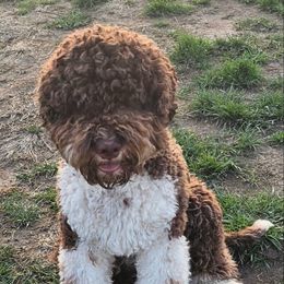 Amore - Lagotto Romagnolo