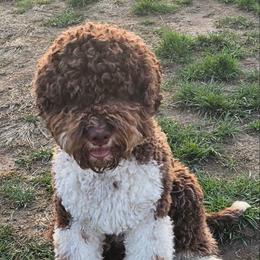 Amore - Lagotto Romagnolo