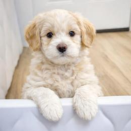 Tinker Bell - Cream female Goldendoodle puppy in Bountiful, Utah from PJs Puppy Love