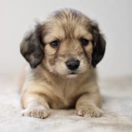 Smokey - Cream male Dachshund puppy in Alto, Texas from Prima Dachshunds